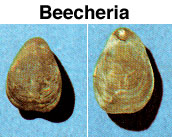 Beecheria photo