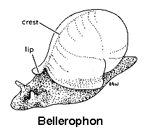Drawing of Bellerophon