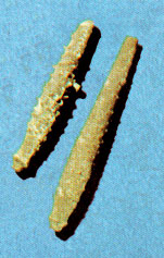 echinoid spines