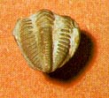 trilobite