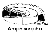 line drawing of snail