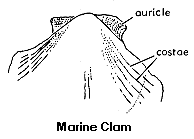 marine clam drawing