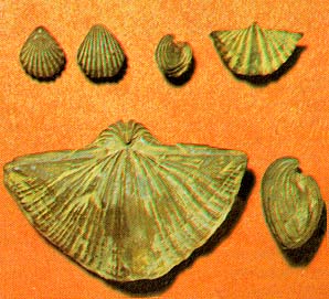 three kinds of brachiopods