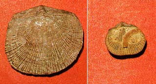 two brachiopods