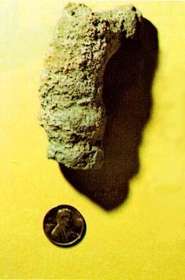 sponge Heliospongia