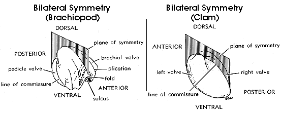 figure showing difference in symmetry between clams and brachiopods
