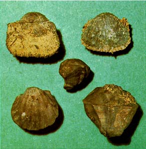 five brachiopods