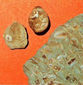 three brachiopods