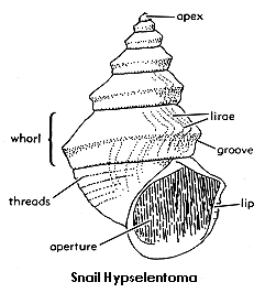 drawing of snail