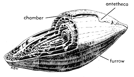 line drawing showing growing form of fusulinids