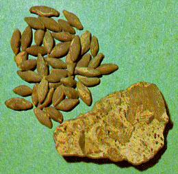 fusulinids, small spindle-shaped one celled animals