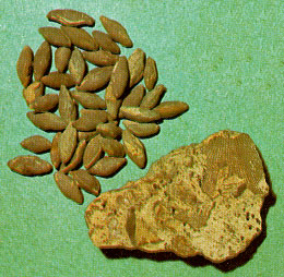 fusulinids, small spindle-shaped one celled animals