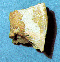 horse tooth