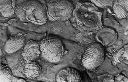 brachiopods in rock matrix