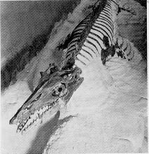 mosasaur fossil