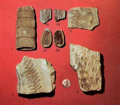 Penn plant fossils