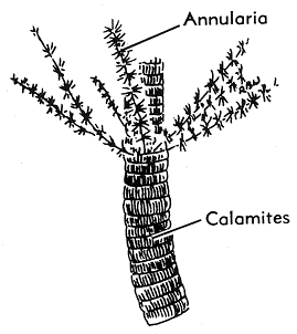 line drawing of Calamites with Annularia