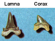 sharks teeth