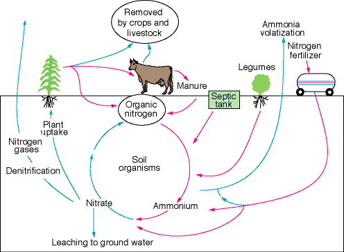 Diagram shows movement of nitrogen from wastes through soil and plants into atmosphere and back.