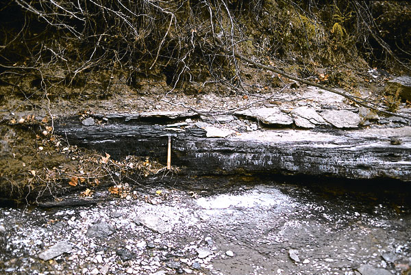 Light gray coal bed in hillside, about a foot thick.