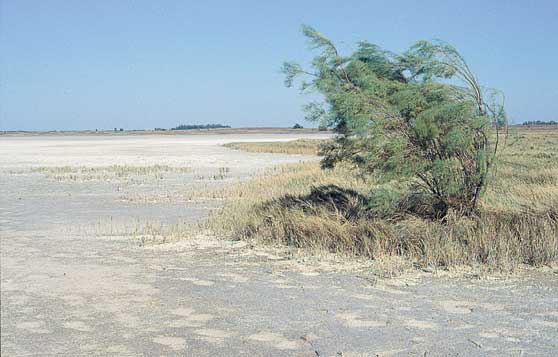 Photo of flat, dry marshland; surface is whitish gray; tall grasses in background