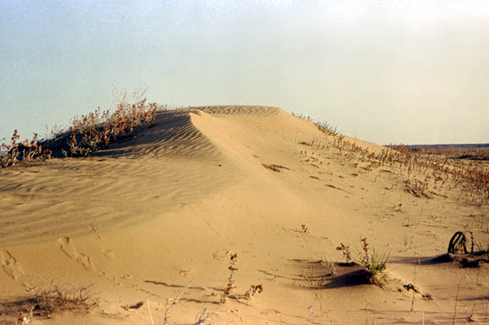 Color photo of a sand dune near the Arkansas River in Kearny County.