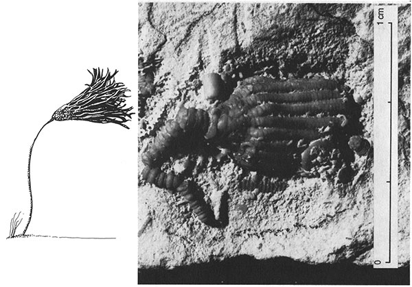Pen and ink drawing of a live crinoid next to a fossilized crinoid.