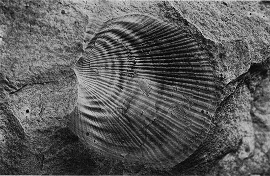 A clam-shell fossil from the Pennsylvanian Period.
