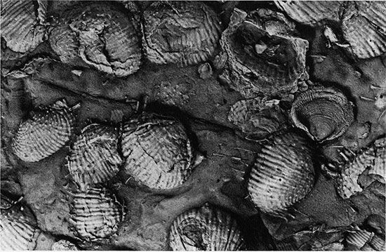 Brachiopods were abundant in Kansas seas more than 250 million years ago.