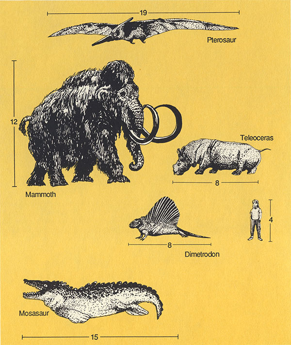 Diagram shows the size (in feet) of several animals that lived in Kansas at one time or another.