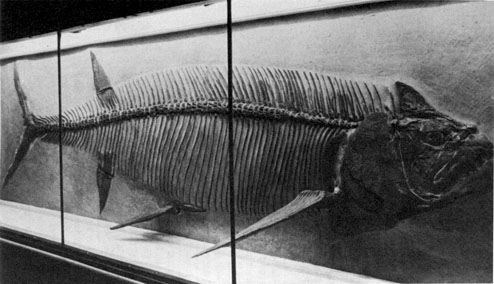 Black and white photo of Xiphactinus fossil.