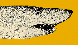 pen and ink drawing of the head of a shark.