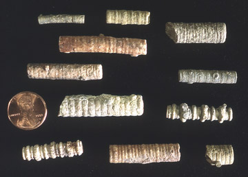 Stem fragments from assorted Pennsylvanian crinoid fossils.